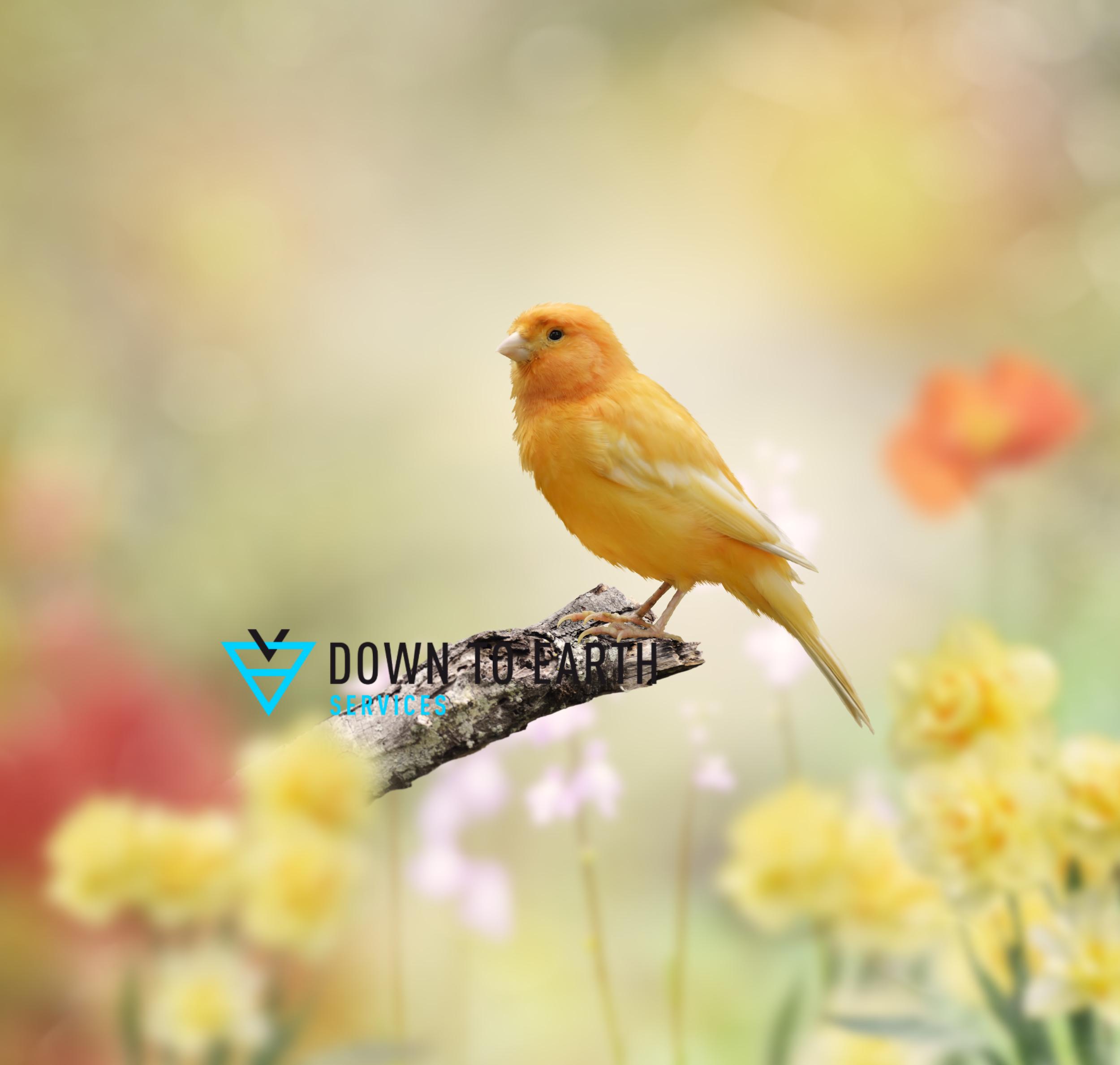 saving songbird population